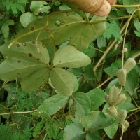 Dioscorea tomentosa J.Koenig ex Spreng.